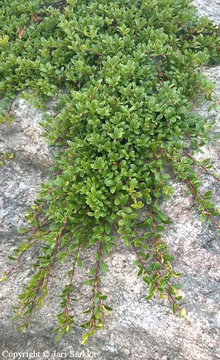 Arctostaphylos uva-ursi sianpuolukka